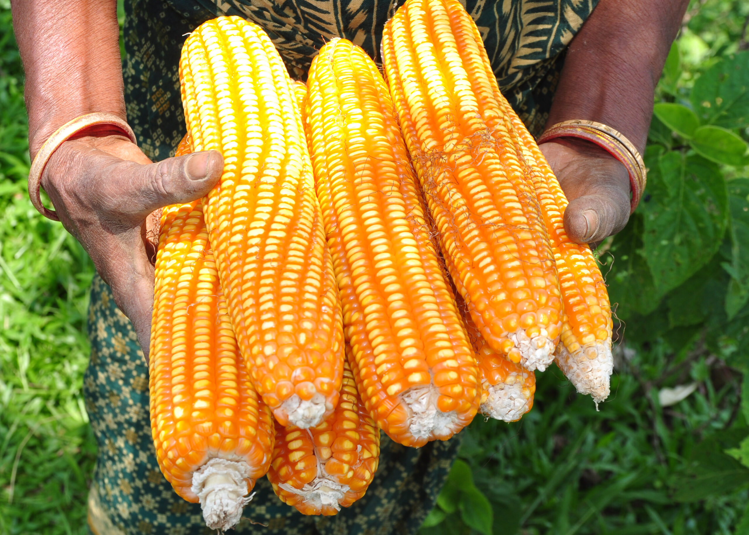 Increase Thereof Farms