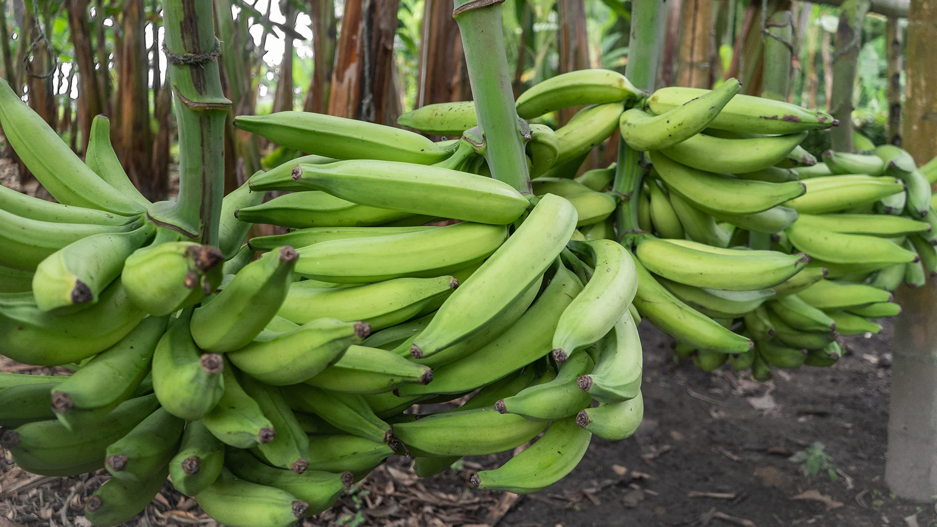 Increase Thereof Farms